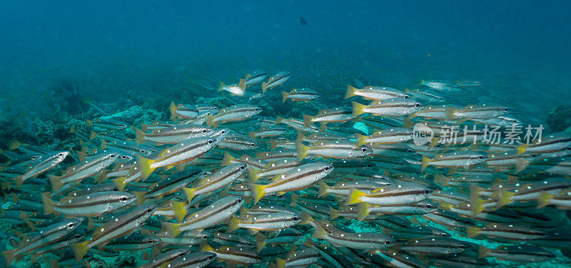 水下鱼群二斑鲷(Lutjanus biguttatus)